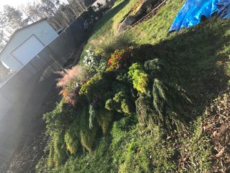 Trees and stubs and plants for sale I payed a lot for them but will let them go at 1/2 the price moving and got to go fast thank you have a nice day