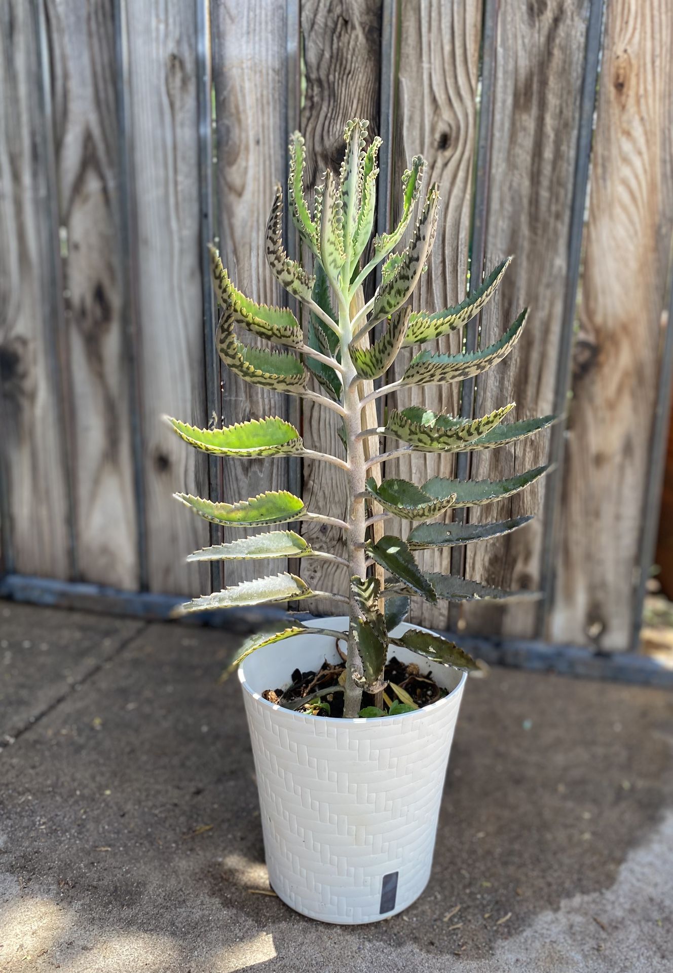 Kalanchoe Plant