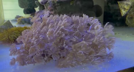Fake Pulsating Xenia