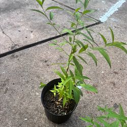Arbolito de Durazo