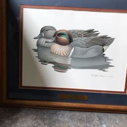 Duck mallard Picture