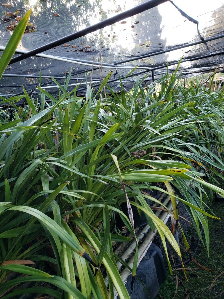 Huge Orchid Plant ( Simply Cymbidium)
