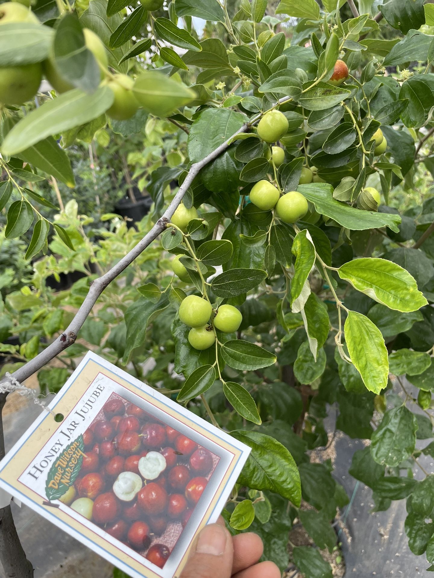 Honey Jar Jujube Trees