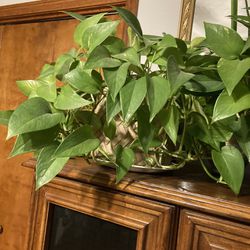Clippings From A Philodendron Plant