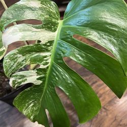 Variegated Monstera Albo Plant Cutting ( Pls Read Description Below)