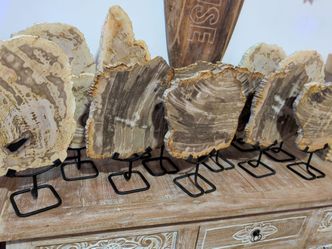 Petrified Wood Slices on Metal Stands