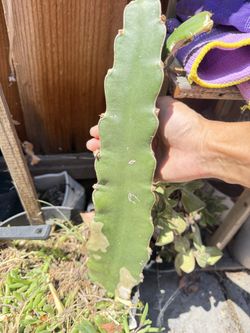Organic White Meat Dragon Fruits Plant