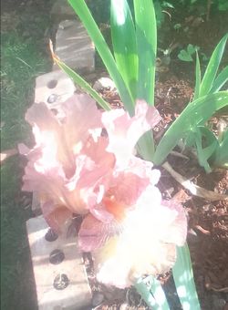 Hybrid bearded iris