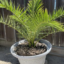 Palm Tree. 