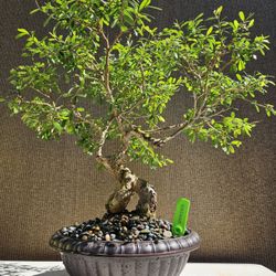 Old Desmodium Blue Bell ( Vietnamese Blue Bell 86 ) Bonsai Tree