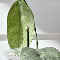 Silver Splash Hoya Coriacea – Fully Rooted