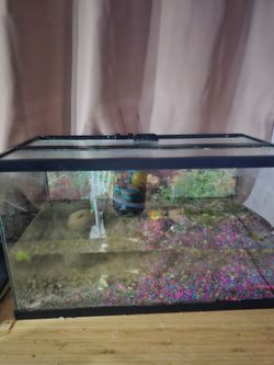 10 gallon fish tank