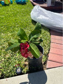 Plants corona de cristo $5 each