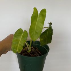 Philodendron Burle Marx Rare Tropical