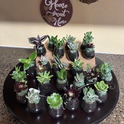 Succulents Favors For Party’s 