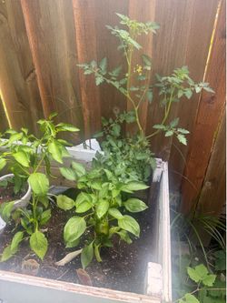 tomato, bell peppers, peppers, strawberries, etc. Lots of plants tomato, bell peppers, peppers, strawberries, etc.