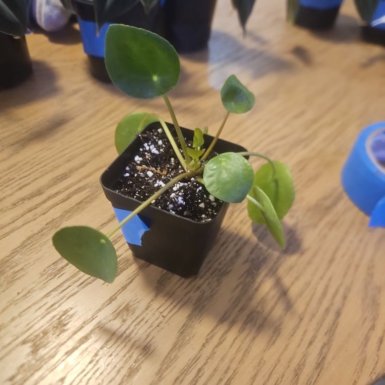 3" Chinese Money Plant (Pilea)