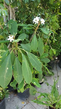 Hawaiian plant