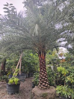 Sylvester Palm Tree $200 per ft trunk