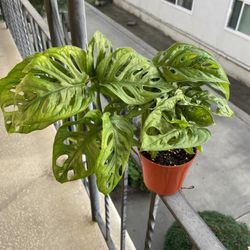Swiss Cheese Plant