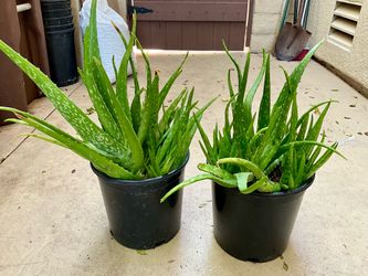 Aloe Vera plants