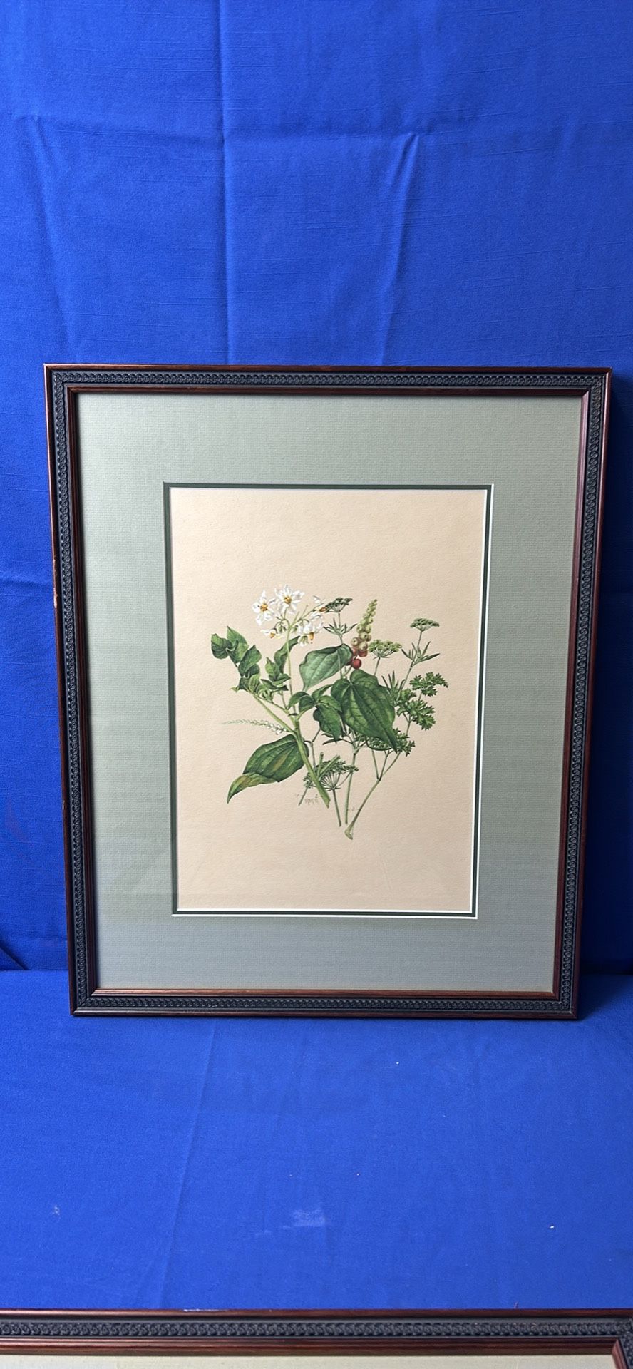 Ross M. Towne Plant Lots Of Shakespeare