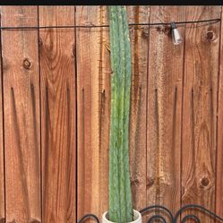 43 inch san pedro cactus trimming 