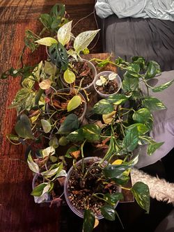 Free plants