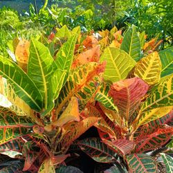 Croton Petra Privacy Hedge Plants 7gl $18🧡🏡