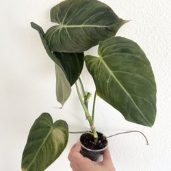 Philodendron Glorious 