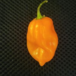 Organic Habanero Pepper Plants And Seeds! 2026 SEASON EARLY RELEASE!