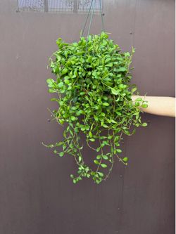 6” xl Hoya Heuschkeliana