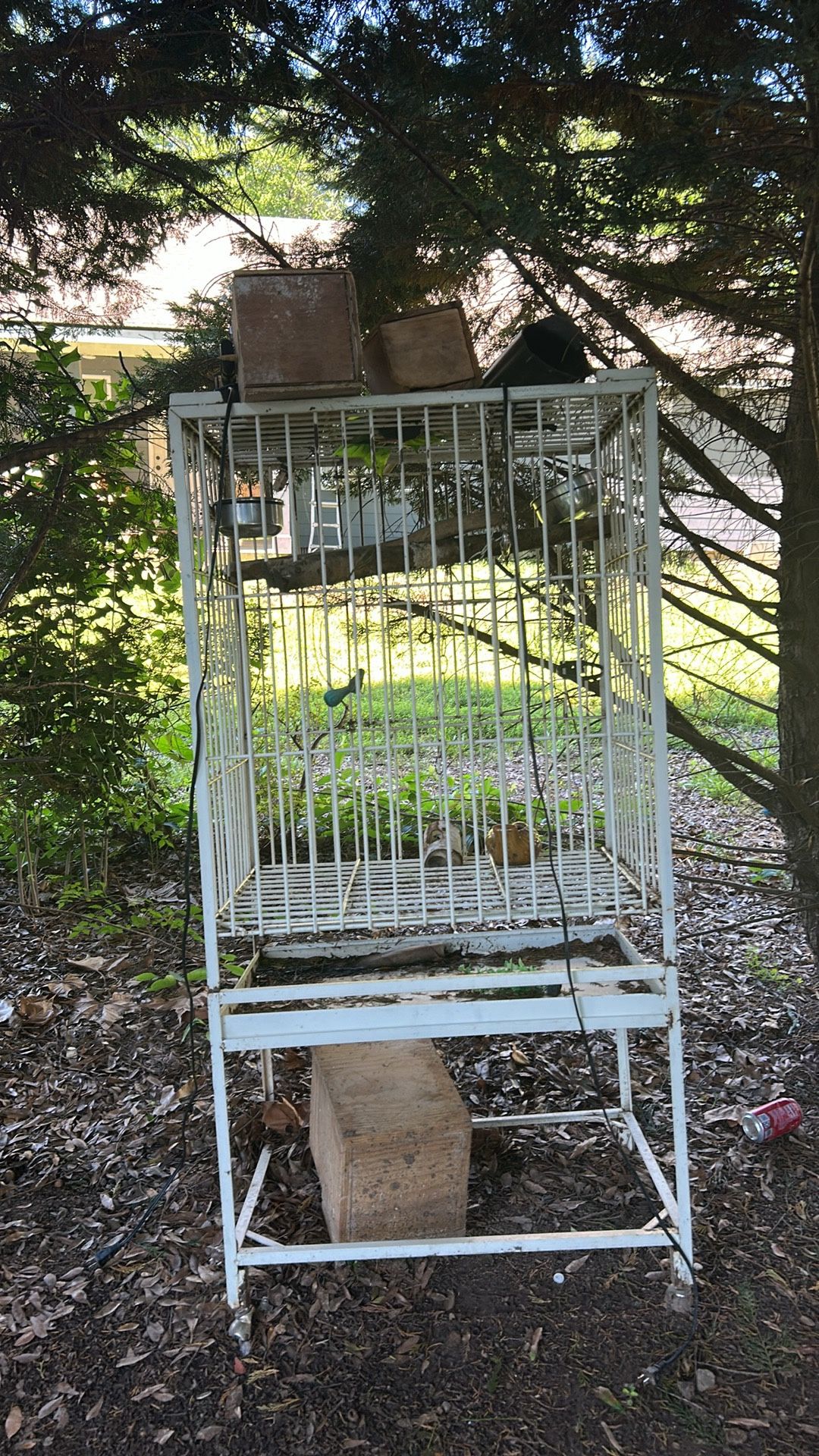 Bird Cage