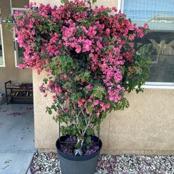 bougainvillea orange king 