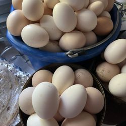Fresh Eggs 