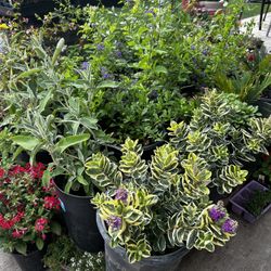 Plants And Suculents