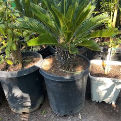 Sago Palm $$95esch