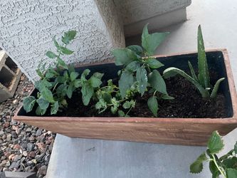 Plant pot from Home Depot
