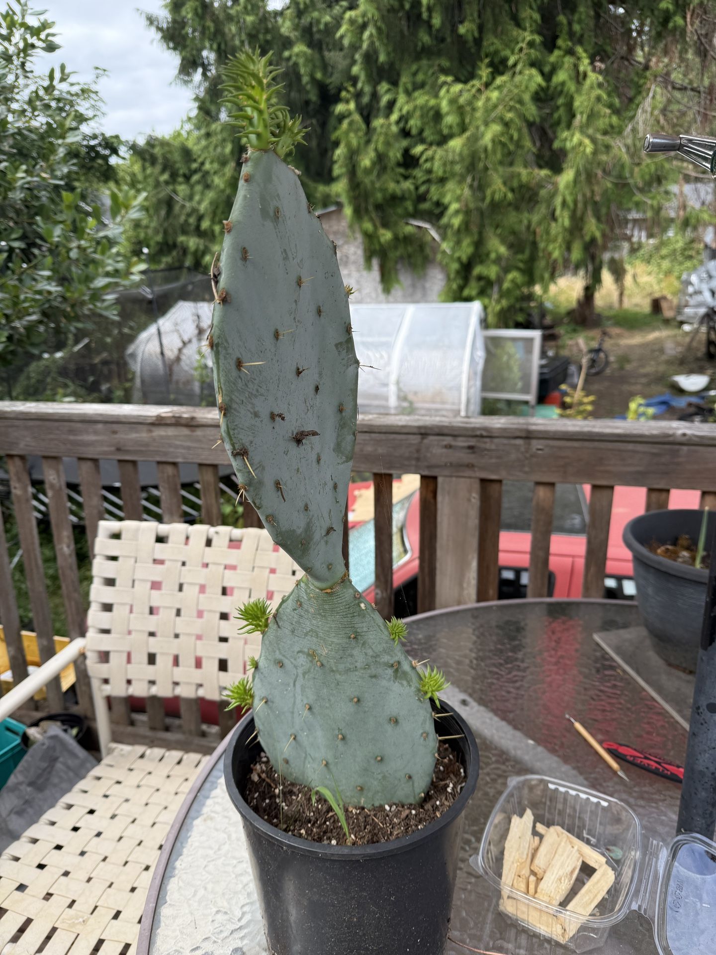 Cactus Plants
