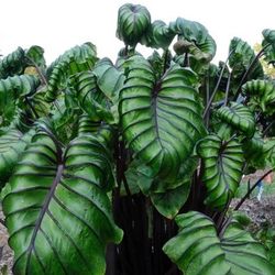 Colocasia Pharaoh’s Mask In One Gallon Pot ( First Pic Is Example When Mature )