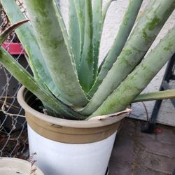 Aloe Vera Plants 