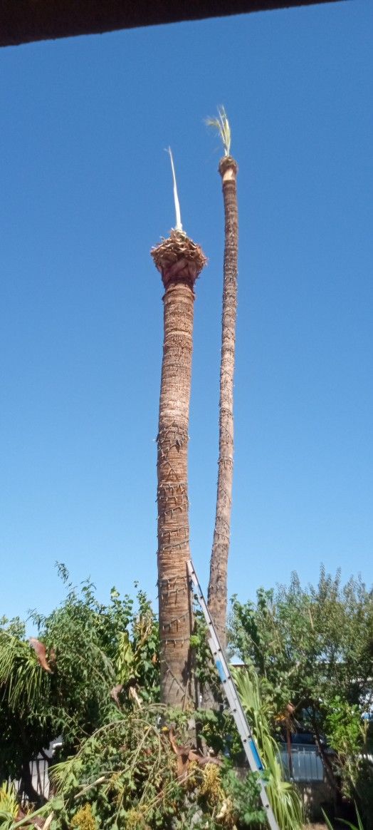 Palm Trimming