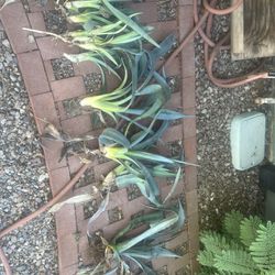Freshly Pulled Agave Plants 