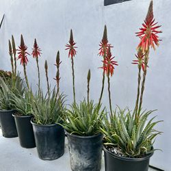 5 Gallon Hedgehog Aloe Succulents 