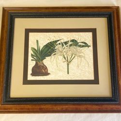#Vintage Lithograph Hymenocallis Adnata /Louis Benoît van Houtte 