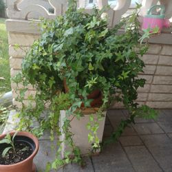 Ivy House Plant