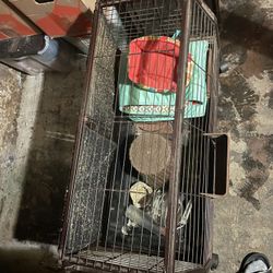 Guinea Pig Home Cage