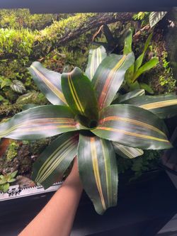 Bromeliad