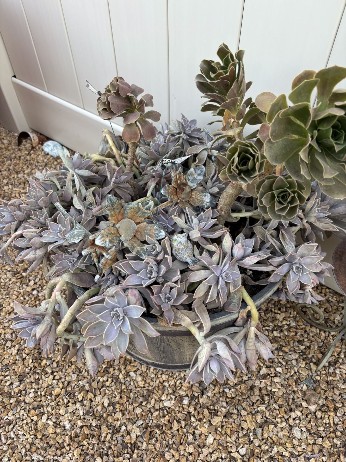 Succulents In A Barrel