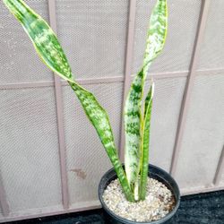 planta espada de rey